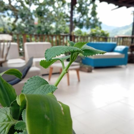 Hostal Los Wichos Minca Eksteriør bilde